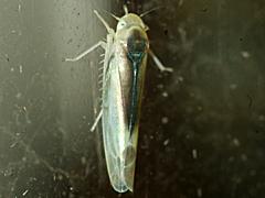 Leafhopper